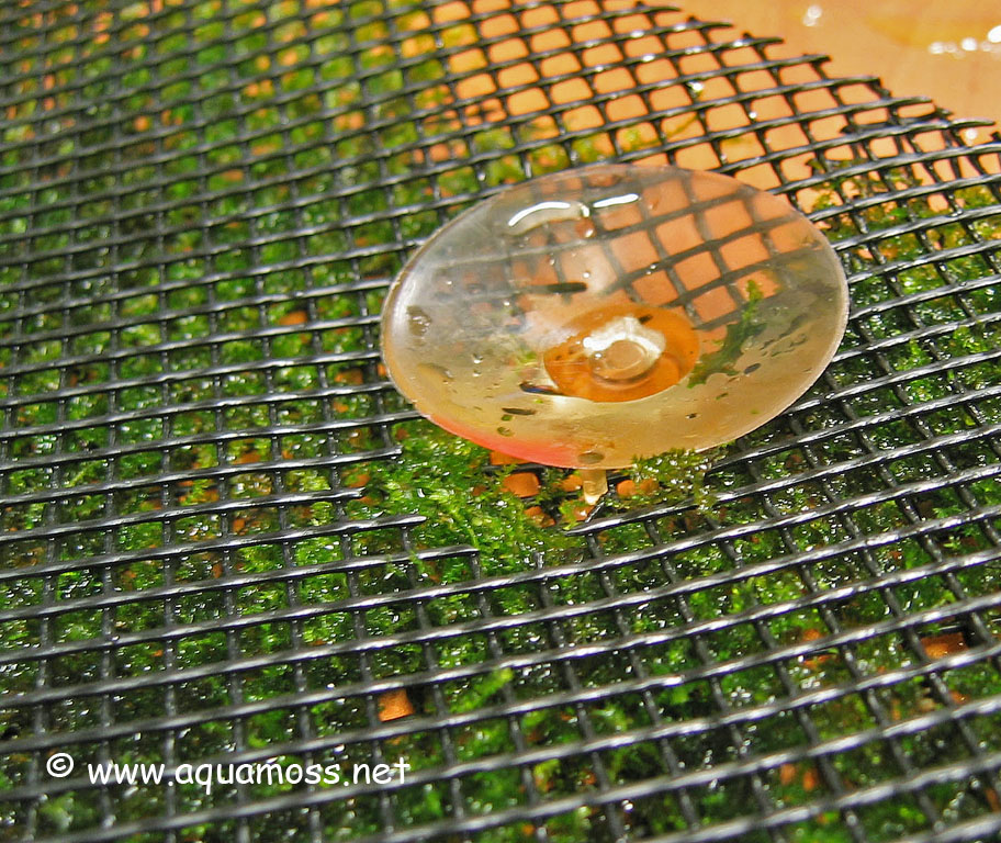 Aquatic Moss. How to Create a Moss Wall. Create backdrop using aquatic